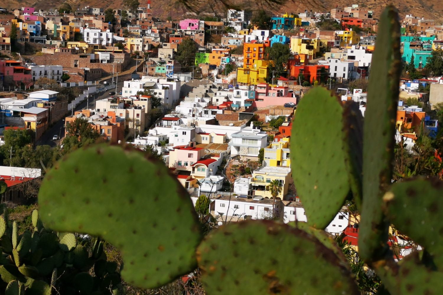 Cactus devant un village coloré au Mexique