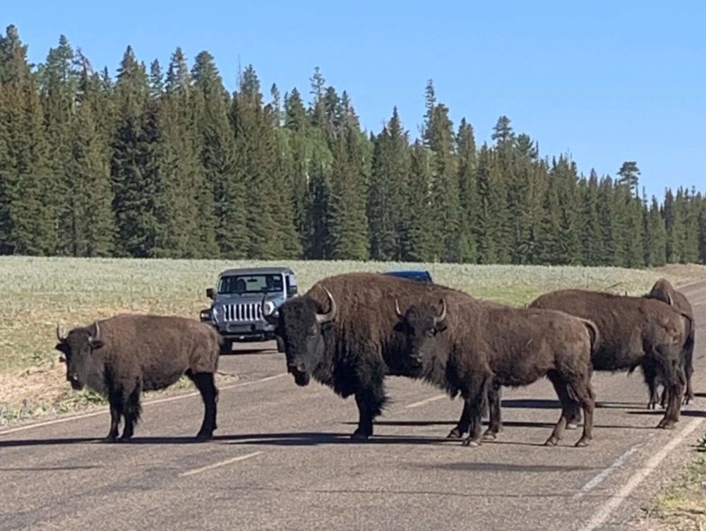 Troupeau de bison au milieu de la route à Grand Canyon