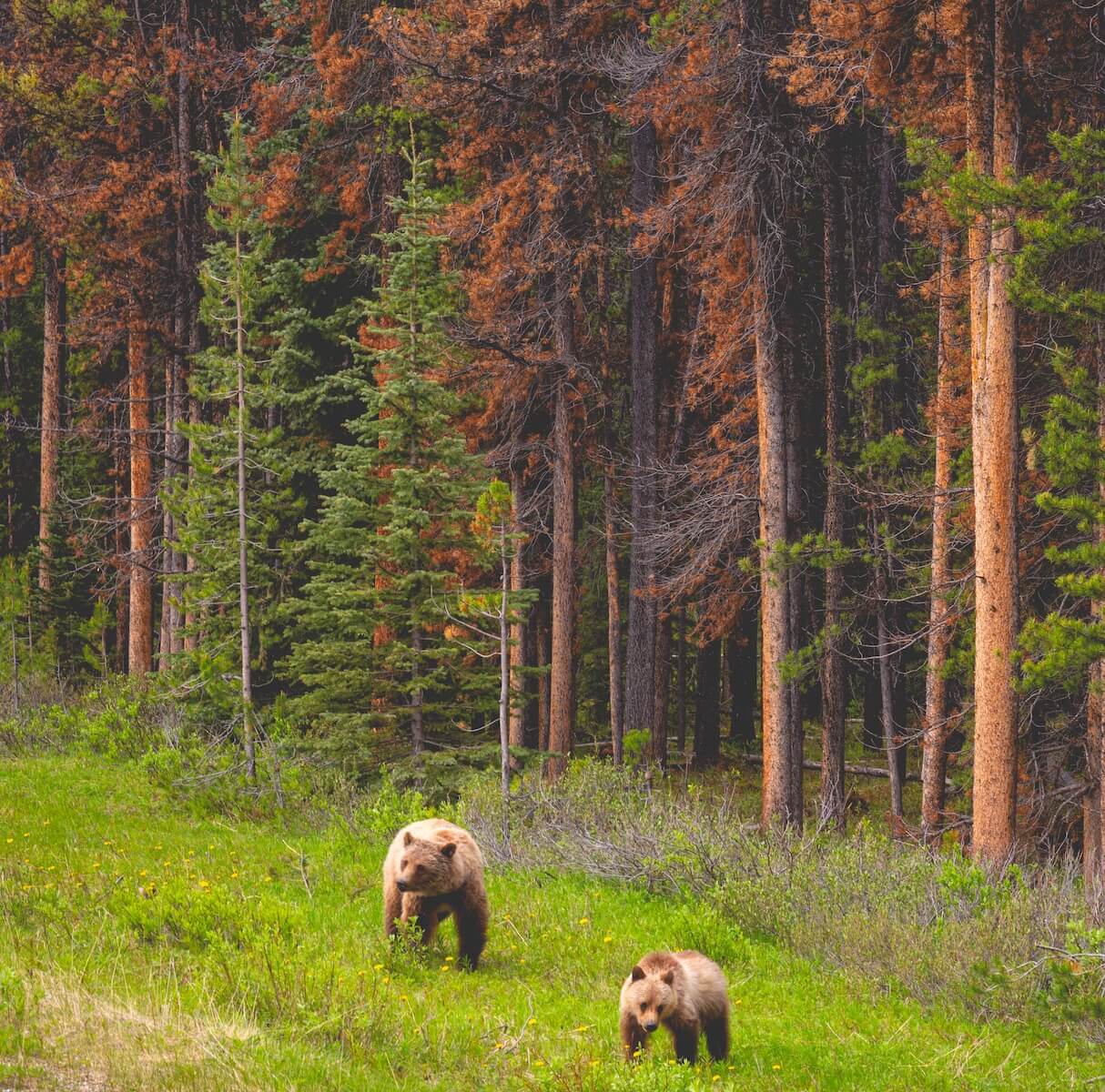 ours marchant dans la forêt