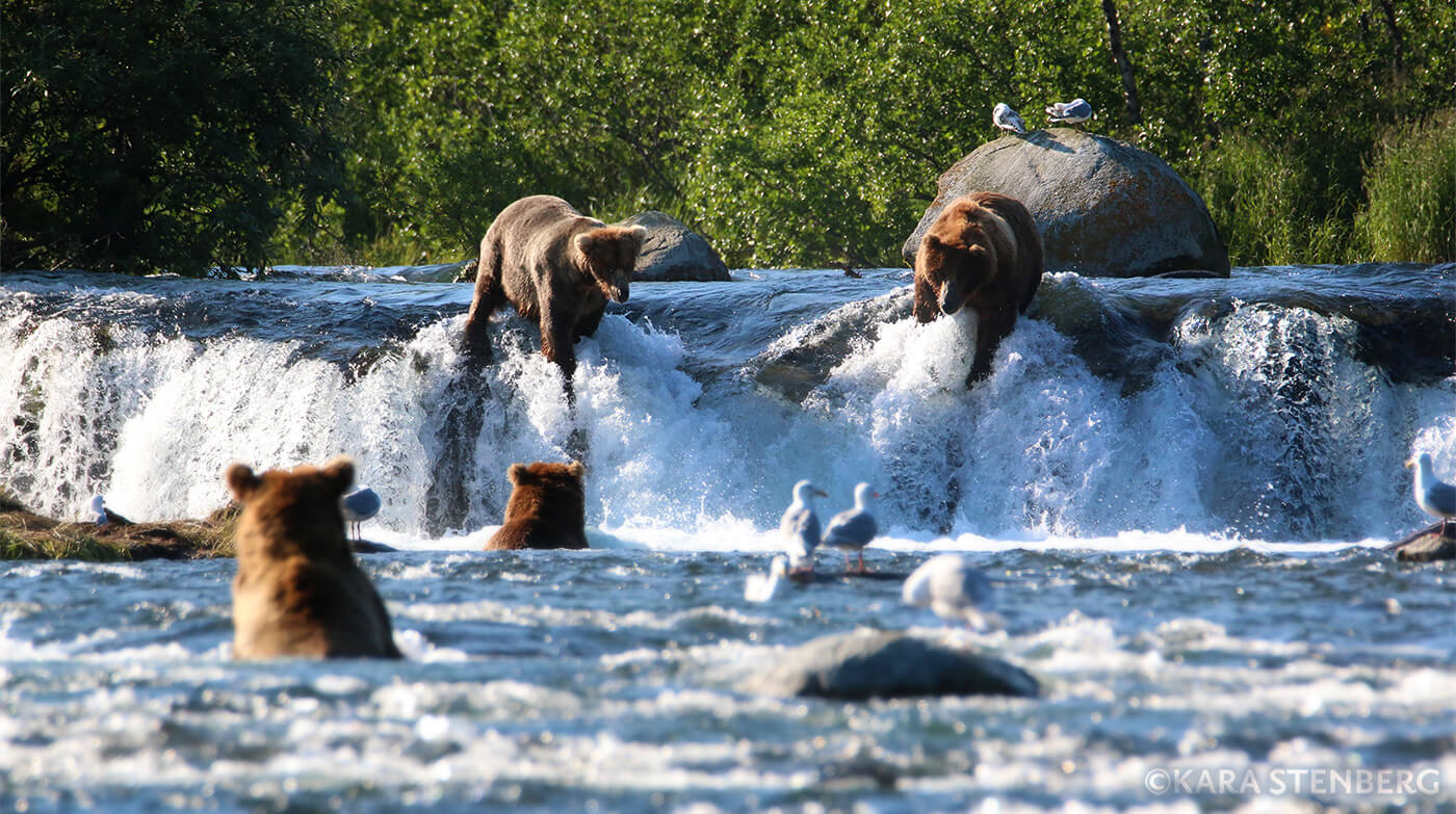 quelques ours pechent dans une cascade